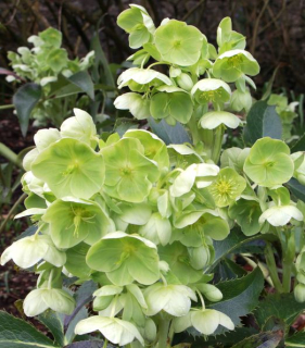 Helleborus argutifolius